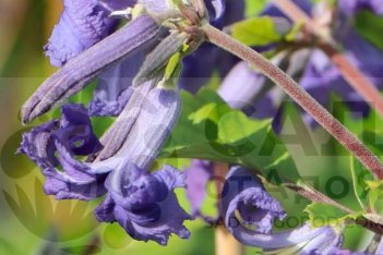 Клематис борщевиколистный (ломонос) Кассандра Clematis Cassandra