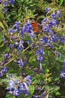Клематис ломонос борщевиколистный Кассандра Clematis Cassandra