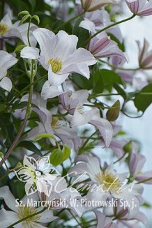 Клематис Хулдайн Clematis Huldine