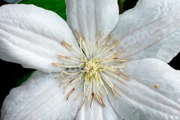 Клематис Хулдайн Clematis Huldine