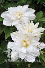 Клематис Исаго Clematis Isago