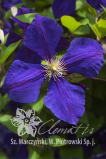 Клематис Джекмани Clematis Jackmanii
