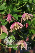 Клематис альпийский (княжик) Дженни Clematis alpina Janny