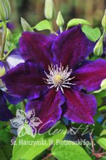 Клематис Юлька Clematis Julka