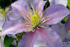 Клематис Юста (Джуста) Clematis Justa