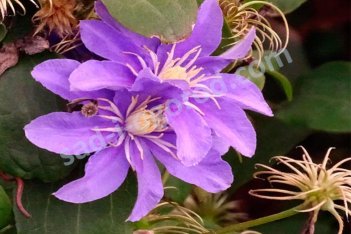 Клематис Юста (Джуста) Clematis Justa