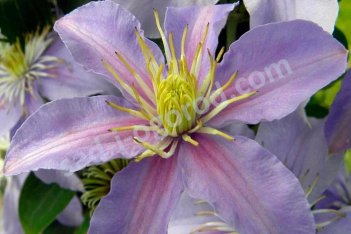 Клематис Юста (Джуста) Clematis Justa