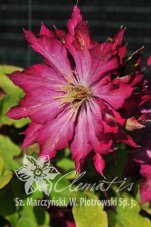 Клематис Каен Clematis Kaen