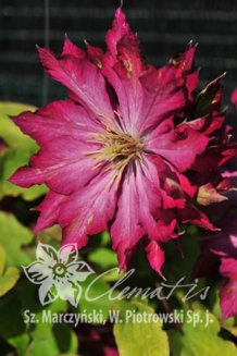 Клематис Каен Clematis Kaen