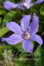 Клематис Кагура Clematis Kagura