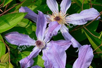 Клематис Кагура Clematis Kagura