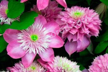 Клематис Кайзер Clematis Kaiser (Blushing Bridesmaid)