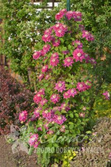 Клематис Кайзер Clematis Kaiser (Blushing Bridesmaid)