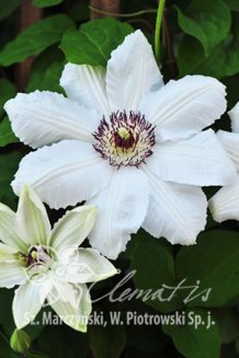 Клематис Королева Ядвига Clematis Królowa Jadwiga