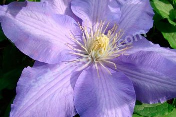 Клематис Лазурштерн (Этуаль д'Азур) Clematis Lasurstern (Etoile d`Azur)