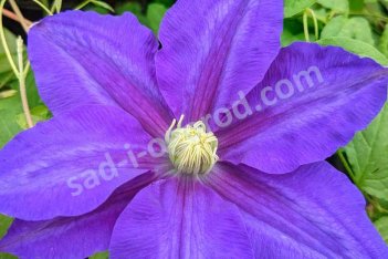 Клематис Лазурштерн (Этуаль д'Азур) Clematis Lasurstern (Etoile d`Azur)
