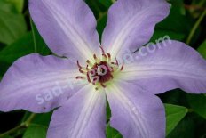 Клематис Лаура Clematis Laura