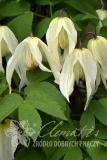 Клематис альпийский (княжик) Лемон Бьюти Clematis alpina Lemon Beauty PBR