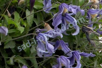 Клематис Литл Артист Clematis Little Artist