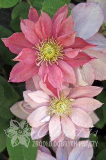 Клематис Литтл Мермейд Clematis Little Mermaid
