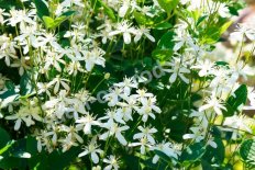 Клематис маньчжурский Clematis mandschurica