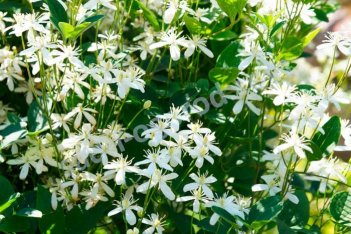 Клематис маньчжурский Clematis mandschurica