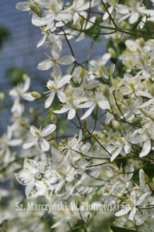 Клематис маньчжурский Clematis mandschurica