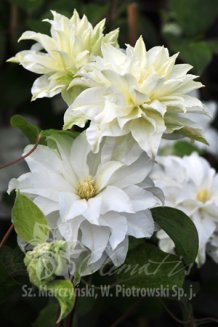 Клематис Мария Склодовская-Кюри Clematis Maria Sklodowska Curie PBR