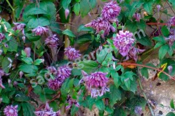 Клематис Мэри Роуз (Флоре Плено) Clematis Mary Rose (Flore Pleno)