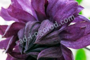 Клематис Мэри Роуз (Флоре Плено) Clematis Mary Rose (Flore Pleno)