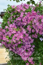 Клематис Мазурек Clematis Mazurek PBR