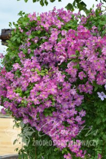 Клематис Мазурек Clematis Mazurek PBR