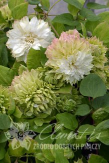 Клематис Мидори Clematis Midori