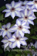 Клематис Мисао Clematis Misayo