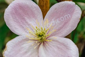Клематис горный Мэйлин Clematis montana Mayleen