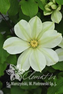 Клематис Мунлайт (Йеллоу Квин) Clematis Moonlight (Yellow Queen)