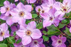 Клематис Монинг Скай Clematis Morning Sky PBR