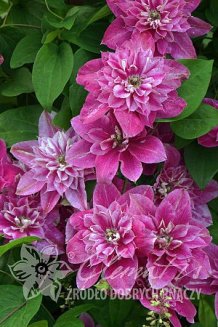 Клематис Май Дарлинг Clematis My Darling PBR