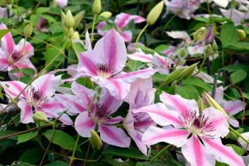 Клематис Нелли Мозер Clematis Nelly Moser