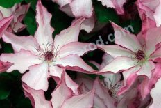Клематис Омоширо Clematis Omoshiro