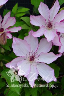 Клематис Омоширо Clematis Omoshiro