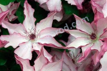 Клематис Омоширо Clematis Omoshiro