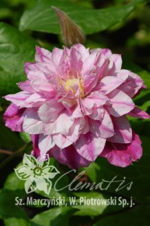 Клематис Патрисия Эн Фретвелл (Пафар) Clematis Patricia Ann Fretwell (Pafar)