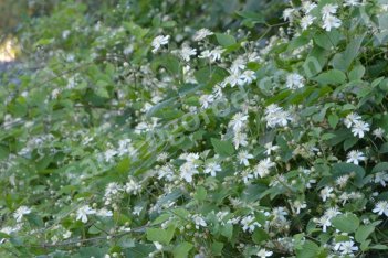 Клематис Пол Ферджес Clematis vitalba Paul Farges Summer Snow