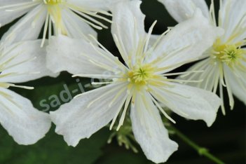 Клематис Пол Ферджес Clematis vitalba Paul Farges Summer Snow