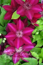 Клематис Перида Clematis Perida