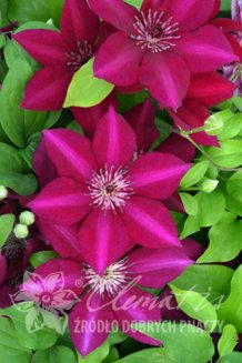 Клематис Перида Clematis Perida