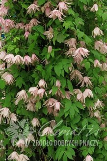 Клематис альпийский (княжик) Пинк Свинг Clematis alpina Pink Swing PBR