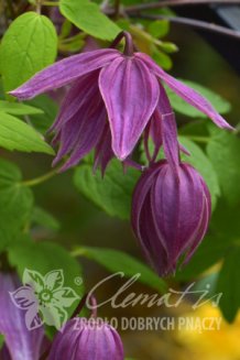 Клематис альпийский (княжик) Пёрпл Дрим Clematis alpina Purple Dream PBR