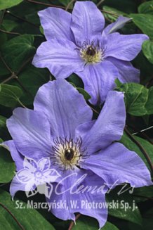 Клематис Рамона (Гибрид Зибольда) Clematis Ramona (Hybrida Sieboldii)